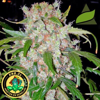 auto Wembley de Pyramid semillas