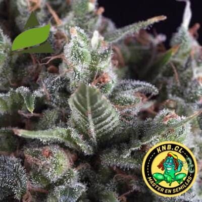 auto Olimpia Pyramid seeds