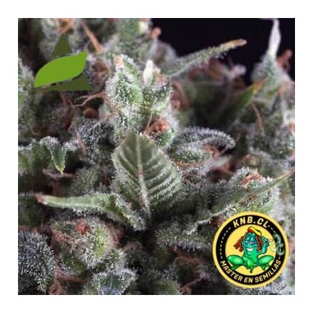 auto Olimpia Pyramid seeds