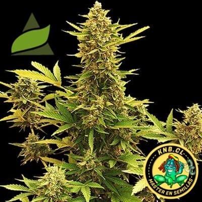 Amnesia Gold Pyramid Seeds