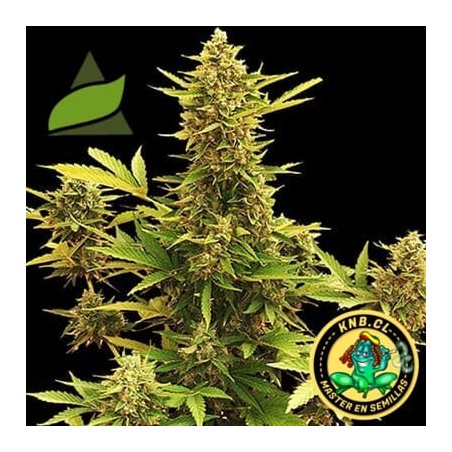 Amnesia Gold Pyramid Seeds