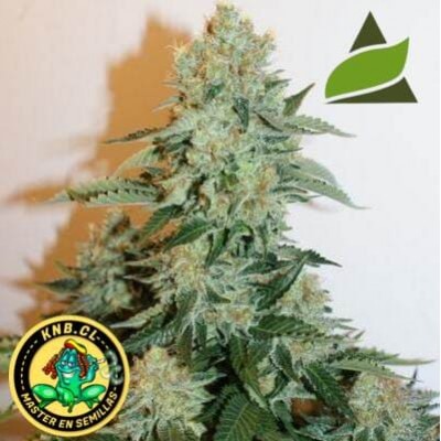 Anesthesia de Pyramid semillas