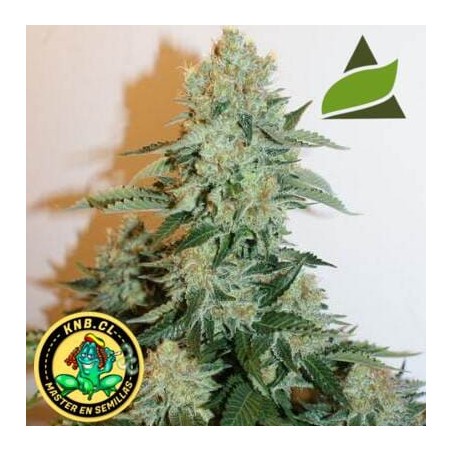 Anesthesia de Pyramid semillas