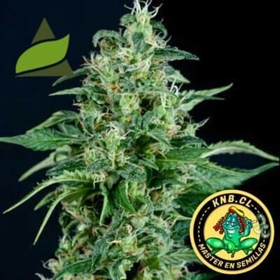 Kryptonite de Pyramid Seeds