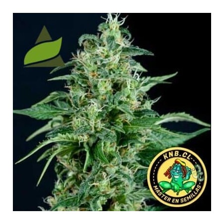 Kryptonite de Pyramid Seeds