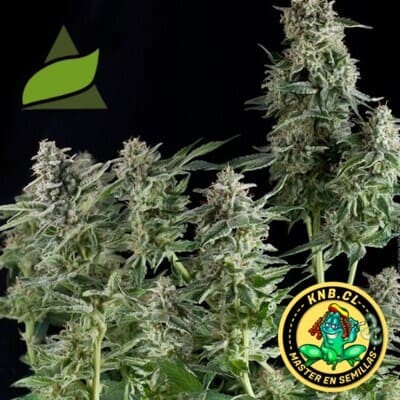 Northern Light de Pyramid Seeds