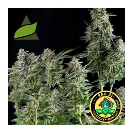 Northern Light de Pyramid Seeds