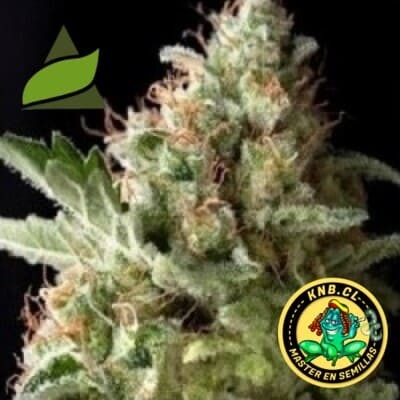 American Pie de Pyramid Seeds