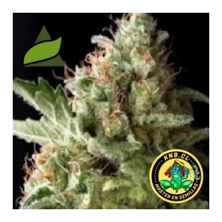American Pie de Pyramid Seeds