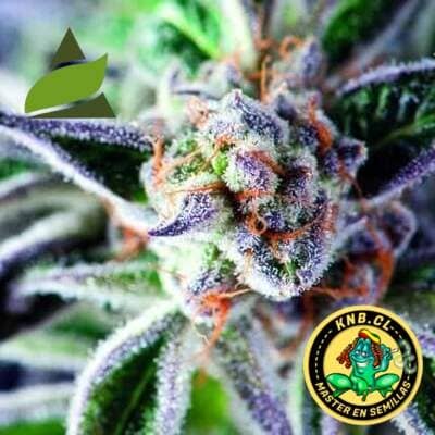 Do-Si-Dos de Pyramid Seeds