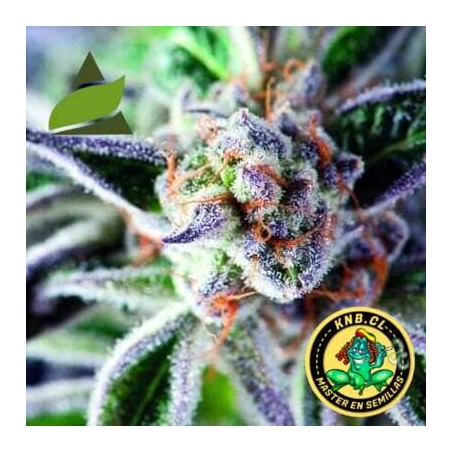 Do-Si-Dos de Pyramid Seeds