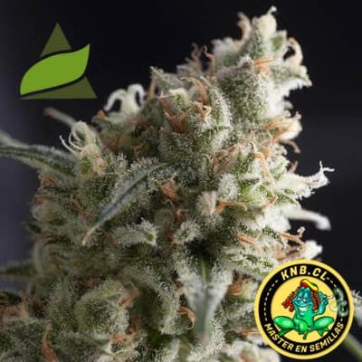 Lennon de Pyramid Seeds