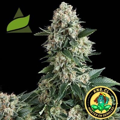 New York City de Pyramid Seeds