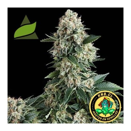 New York City de Pyramid Seeds