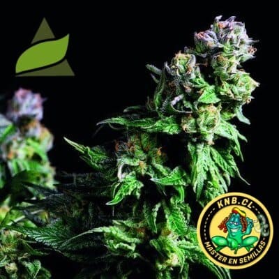 Purple Urkle de Pyramid Seeds