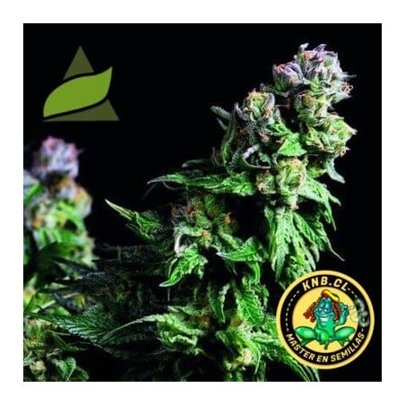 Purple Urkle de Pyramid Seeds