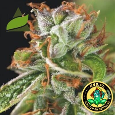 Tahoe Cure de Pyramid Seeds
