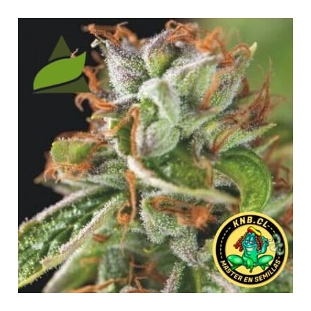 Tahoe Cure de Pyramid Seeds