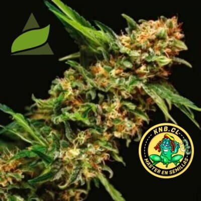 Alpujarreña de Pyramid Seeds