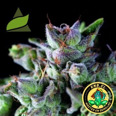 Gorila de Pyramid Seeds