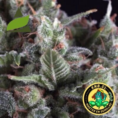 Olympia Pyramid Seeds