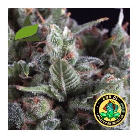 Olympia Pyramid Seeds