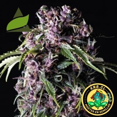 Purple de Pyramid Seeds