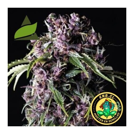 Purple de Pyramid Seeds