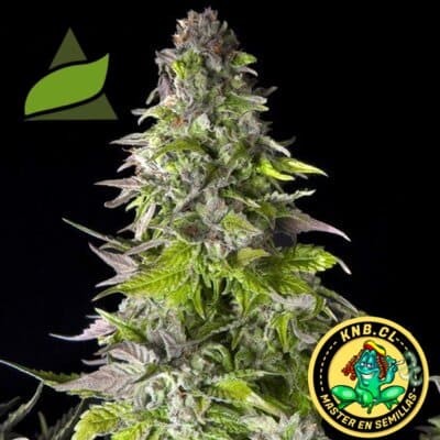 Romulan Pyramid Seeds