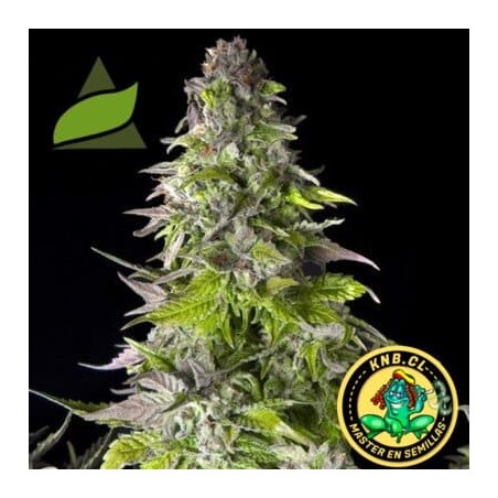 Romulan Pyramid Seeds