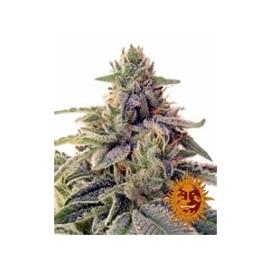 Shiskaberry de Barney´s Farm semillas marihuana