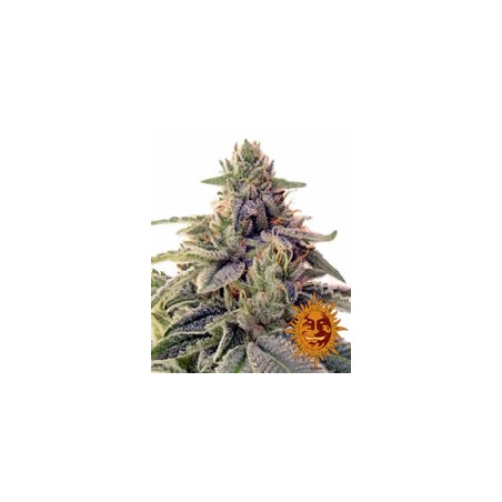 Shiskaberry de Barney´s Farm semillas marihuana