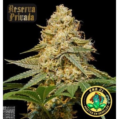 Skywalker Kush de Reserva Privada