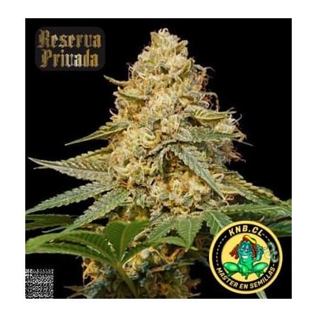 Skywalker Kush de Reserva Privada