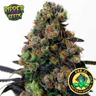 Acid Dough de Ripper Seeds