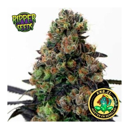 Acid Dough de Ripper Seeds