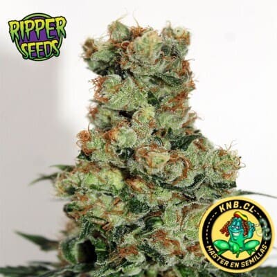 Badazz de Ripper Seeds