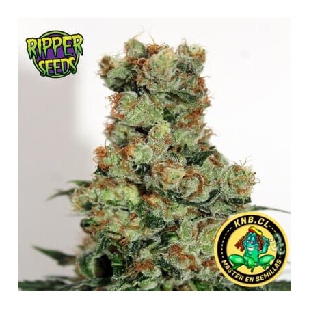 Badazz de Ripper Seeds