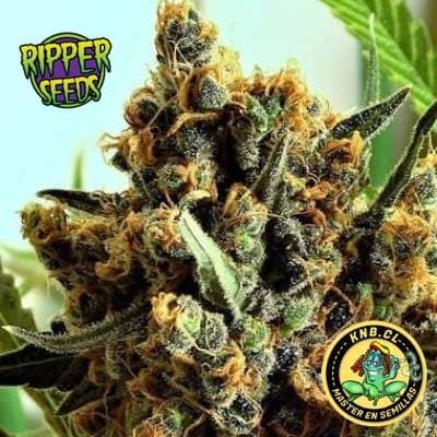 Criminal + Ripper Seeds