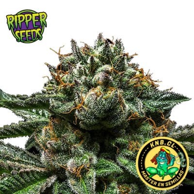 Chempie Ripper Seeds