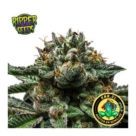 Chempie Ripper Seeds