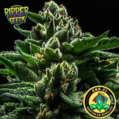 Do G de Ripper Seeds