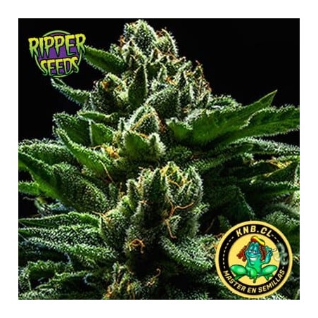 Do G de Ripper Seeds