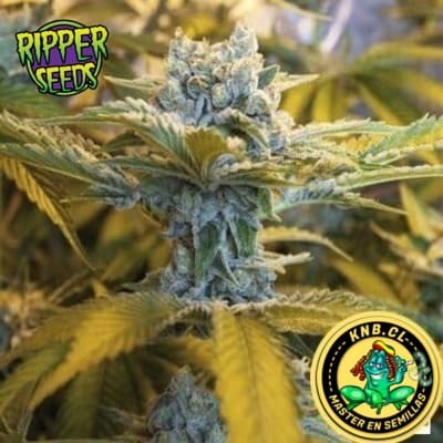 Double Glock Ripper Seeds