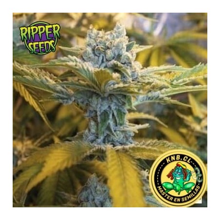 Double Glock Ripper Seeds