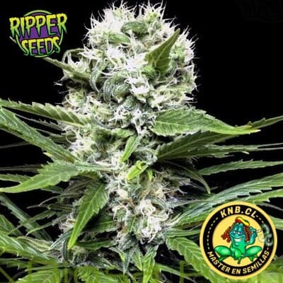 Lemon Ice de Ripper Seeds