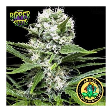 Lemon Ice de Ripper Seeds