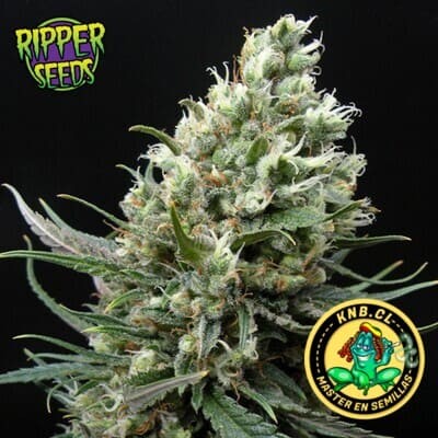 Ripper Haze  de Ripper Seeds