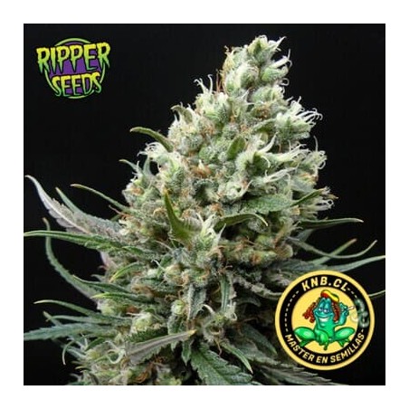 Ripper Haze  de Ripper Seeds