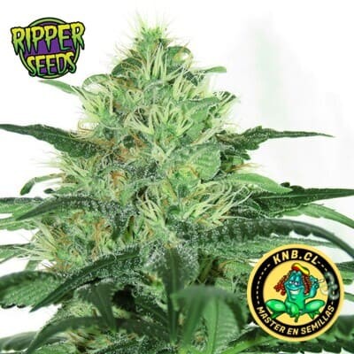 Sideral de Ripper Seeds